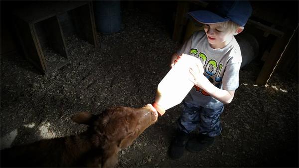 An example of animal care, when it's mother rejected it, we took care of this little calf. A life discarded, became a life that was loved. 